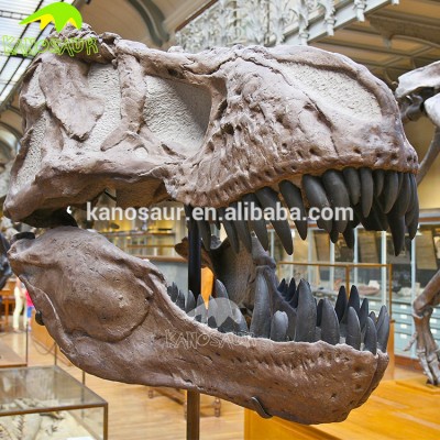 KANOSAUR0028 Artificial T-rex Skeleton Dinosaur Fossils Head For Sale